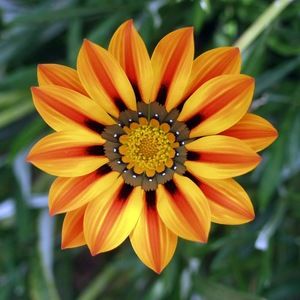 Meet your Posher, Sahar